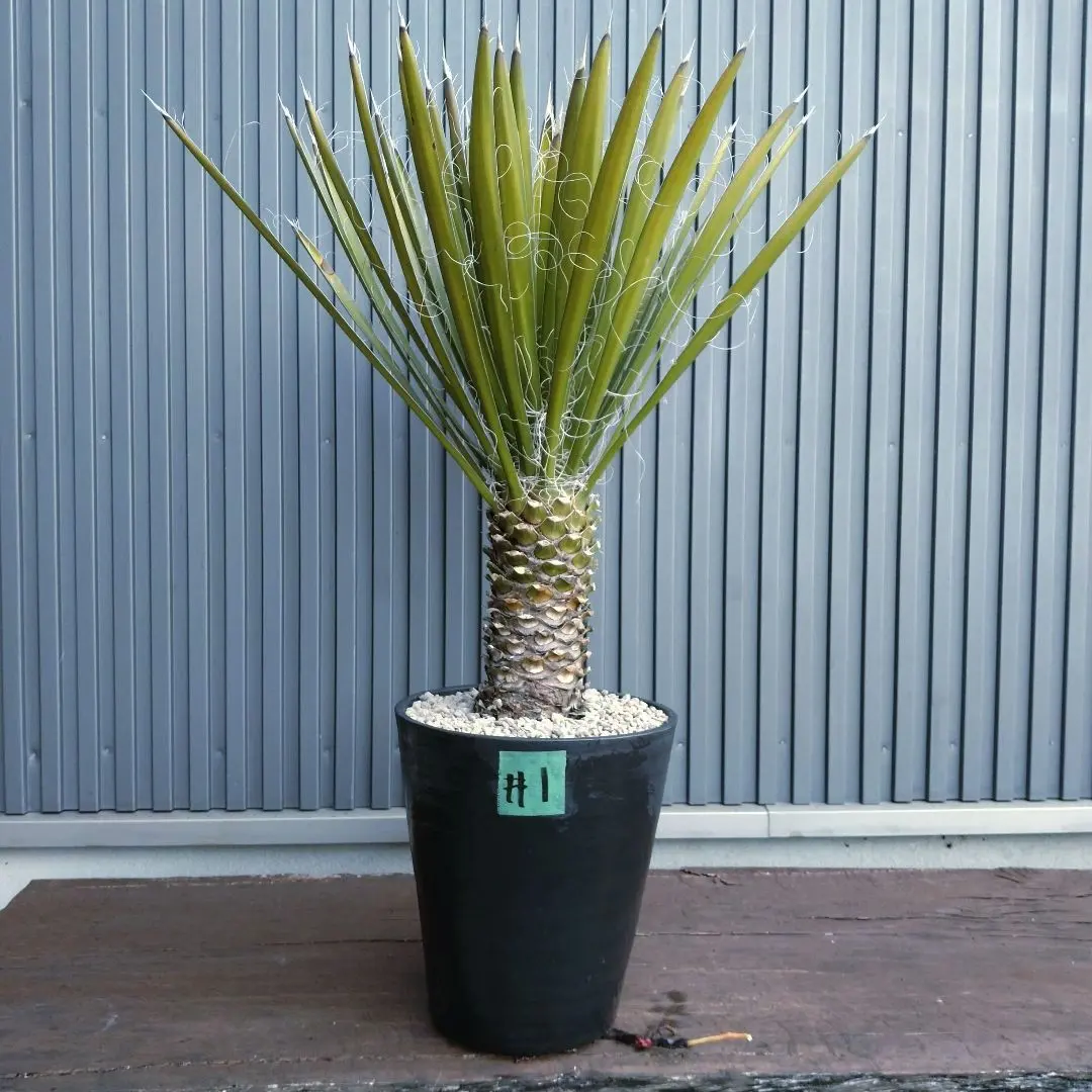 2026年最新】ユッカフィリフェラの人気アイテム - メルカリ