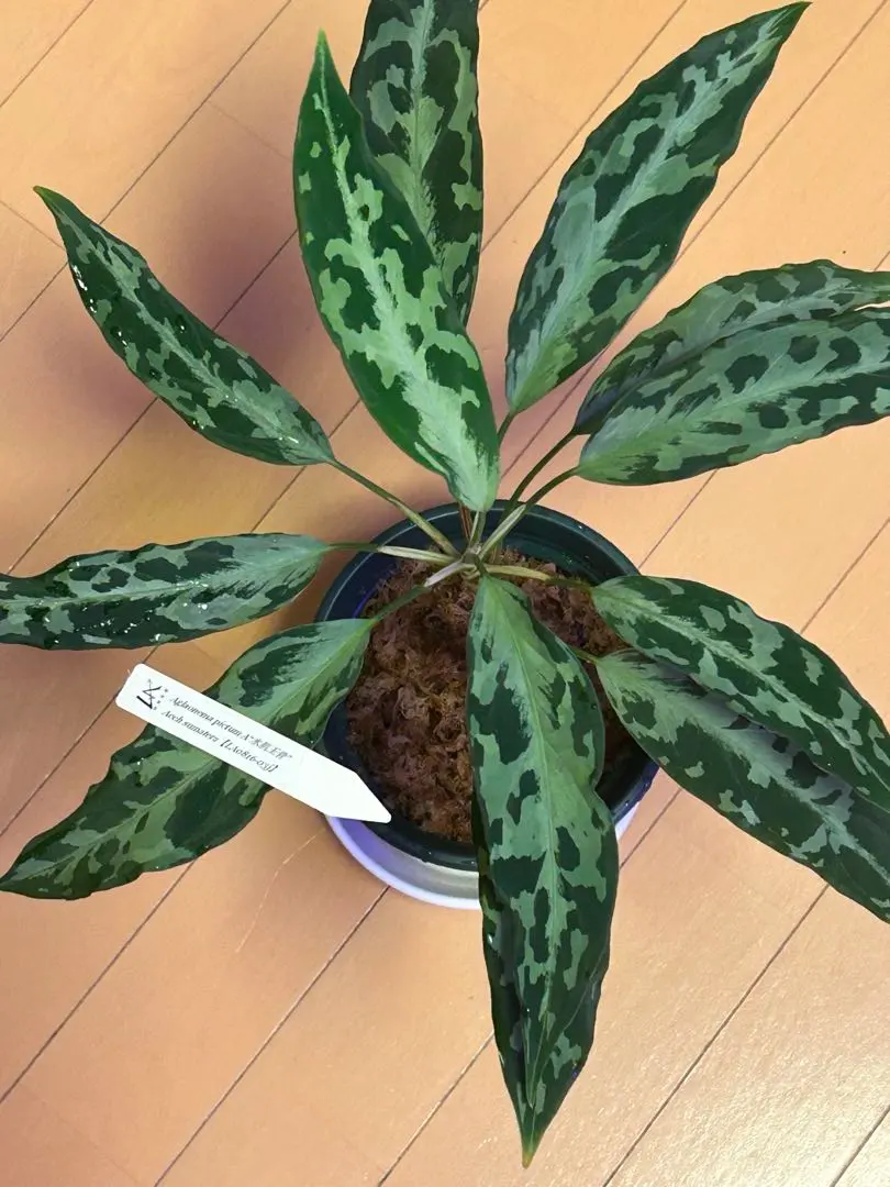 2026年最新】la便 アグラオネマの人気アイテム - メルカリ