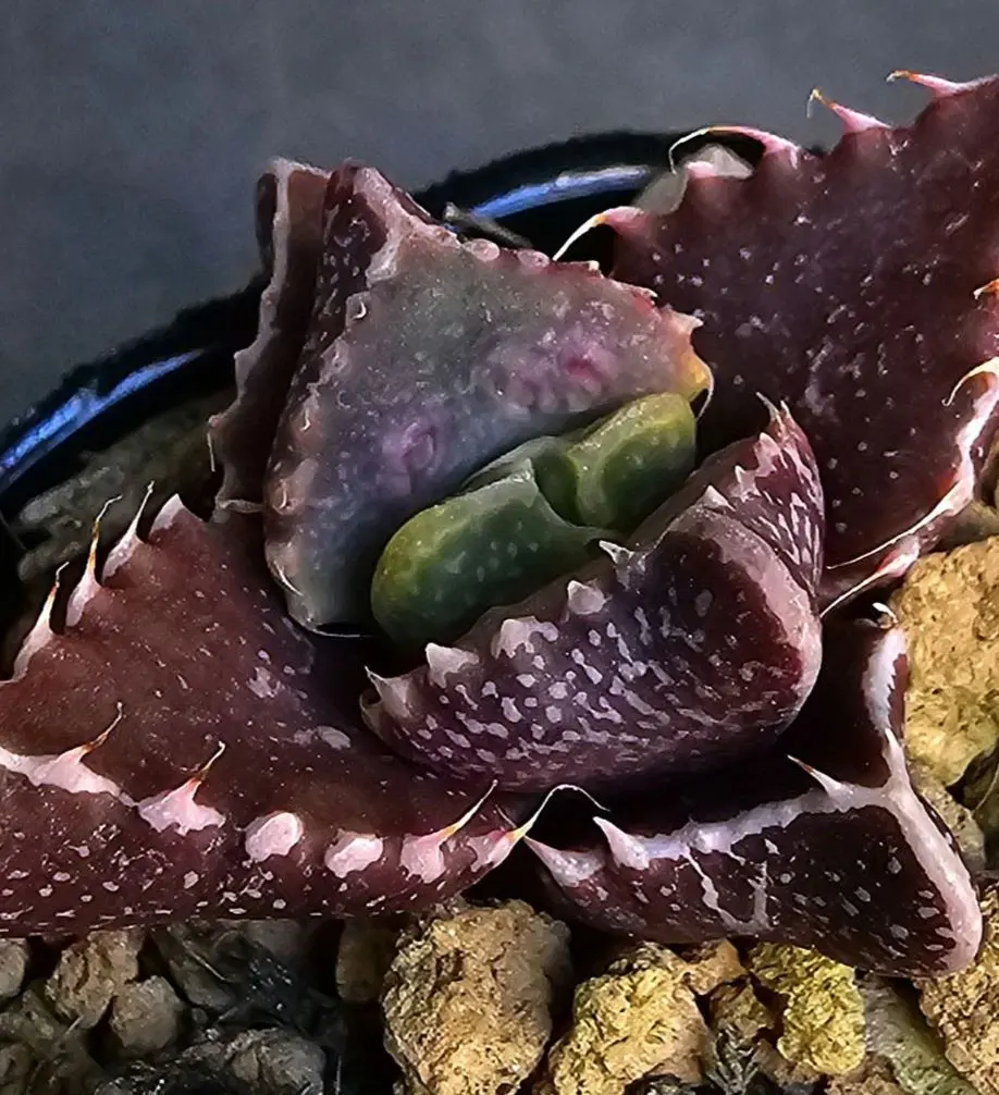 2026年最新】Faucaria フォーカリア 多肉植物の人気アイテム - メルカリ