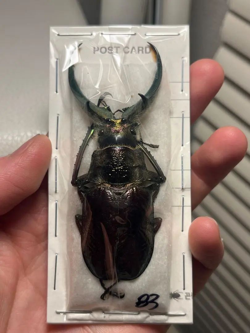 2026年最新】チリクワガタ 標本の人気アイテム - メルカリ