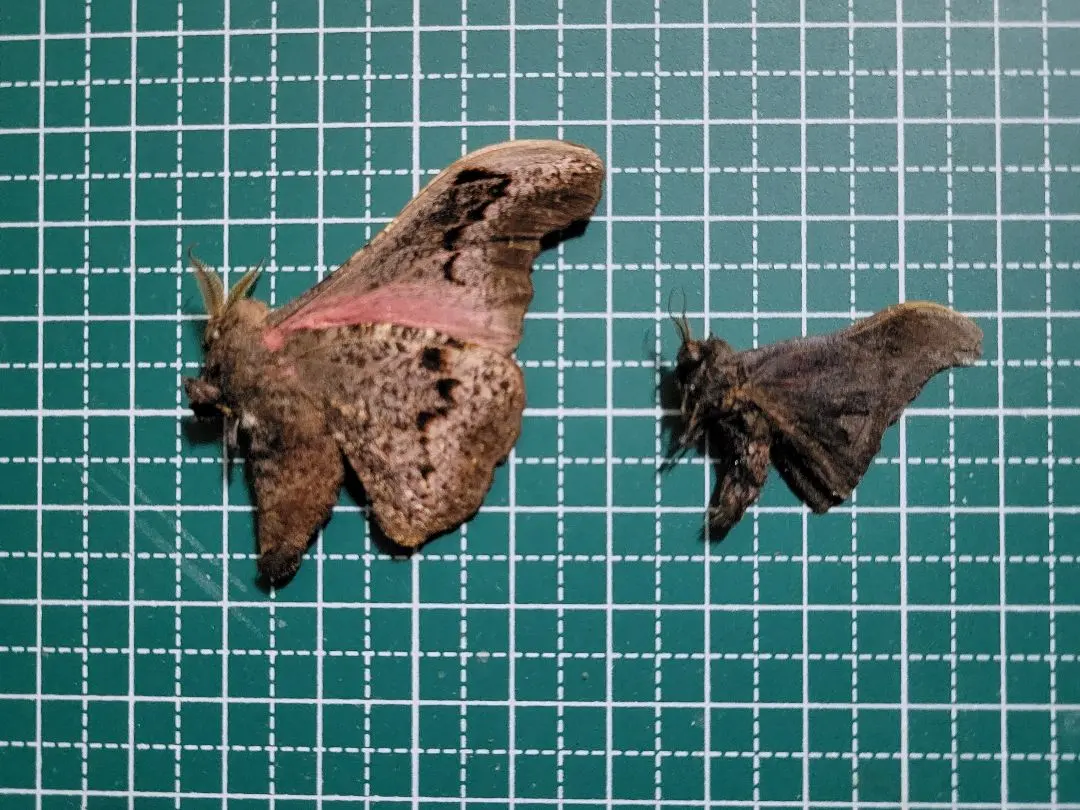 2026年最新】未展翅の人気アイテム - メルカリ