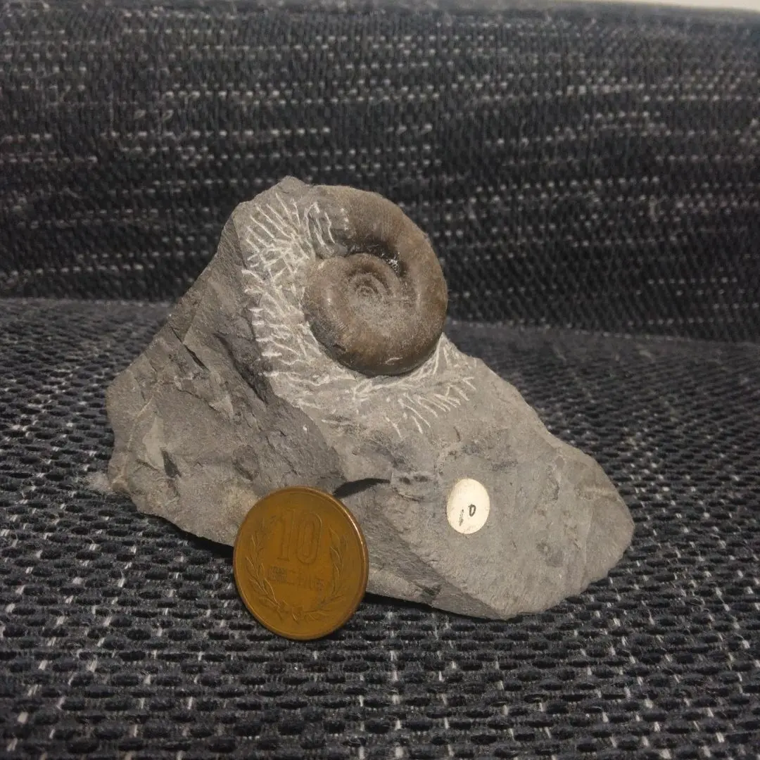 2026年最新】アンモナイト 北海道の人気アイテム - メルカリ