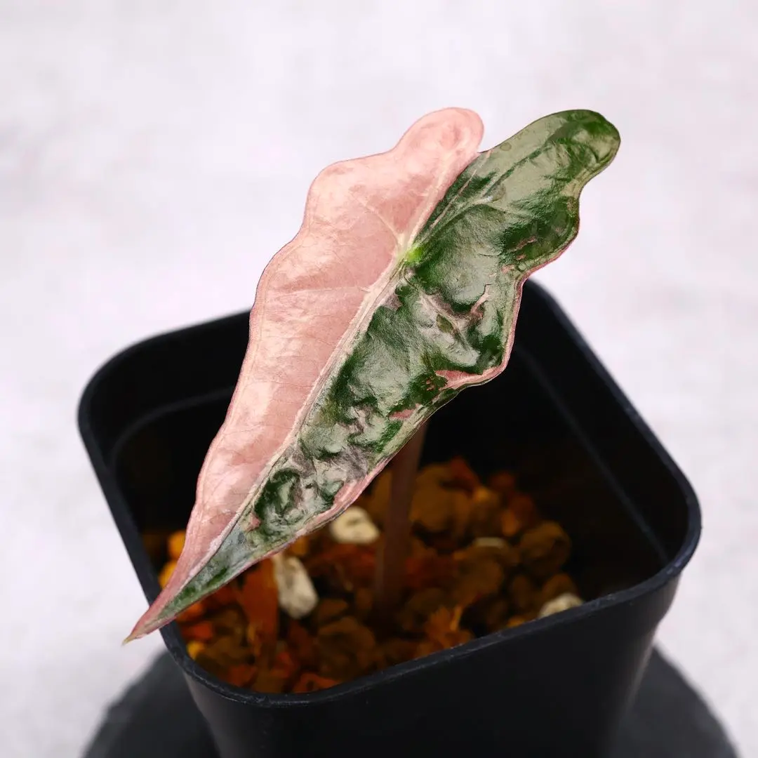 2026年最新】アロカシア ノビリスの人気アイテム - メルカリ