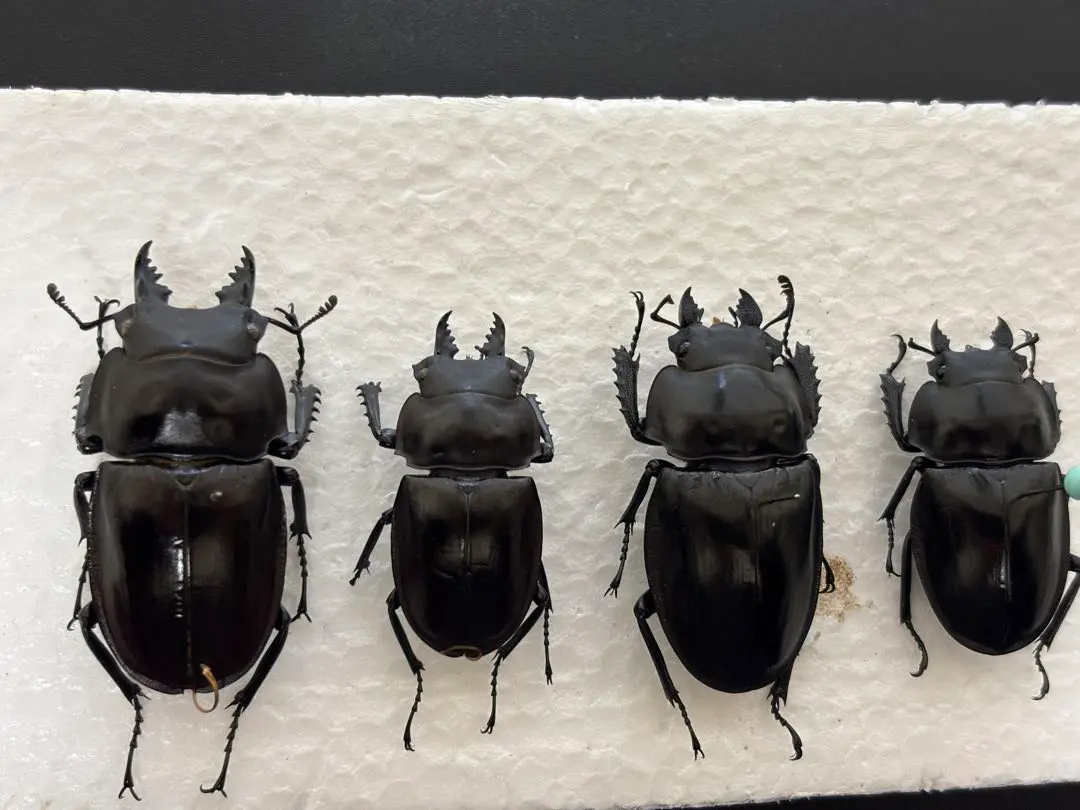 2026年最新】ヤエヤママルバネクワガタ標本の人気アイテム - メルカリ