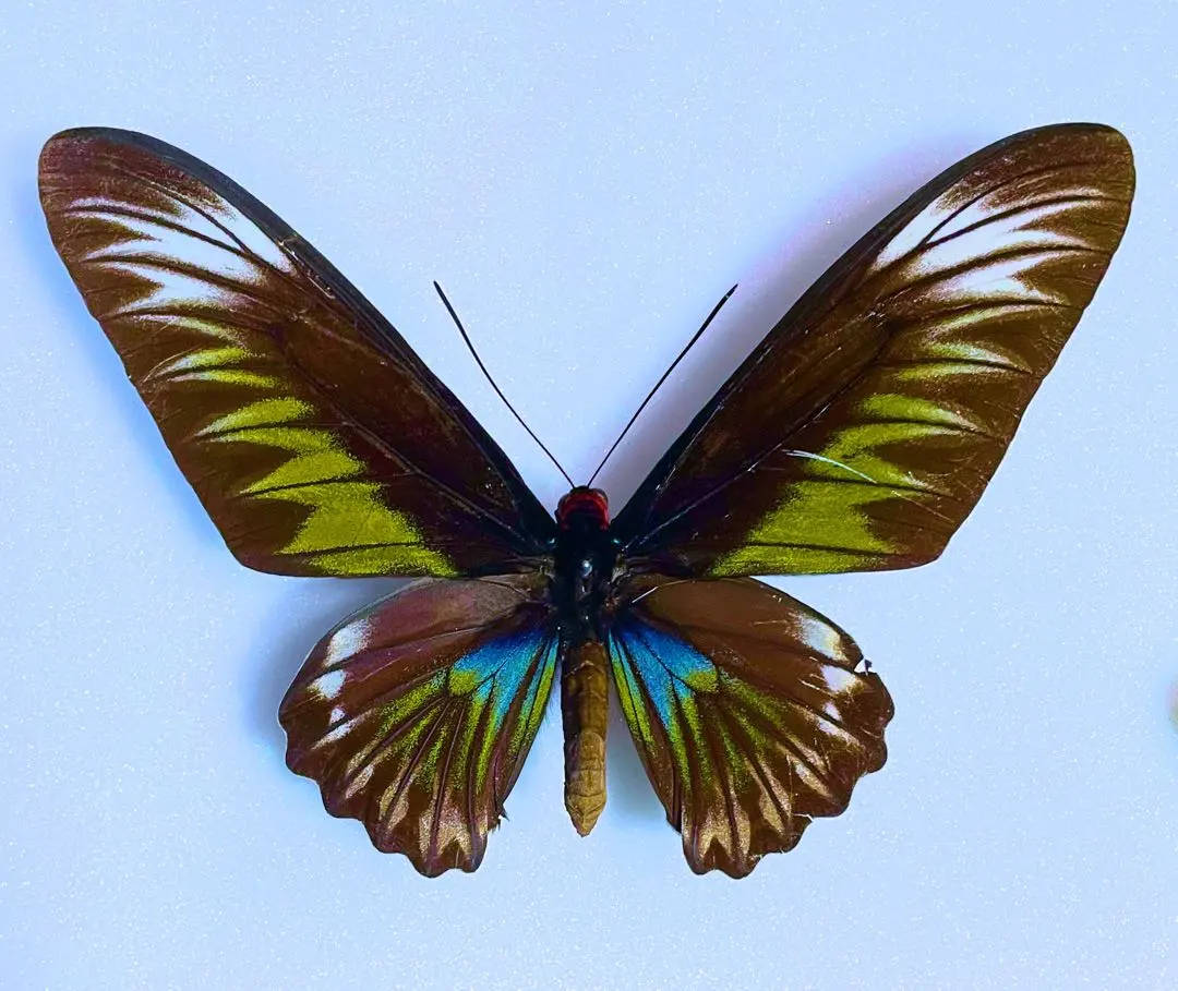 2026年最新】トリバネアゲハ 標本の人気アイテム - メルカリ