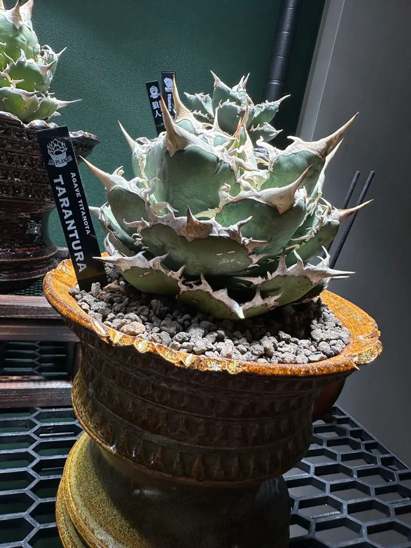 2026年最新】アガベ蜘蛛の人気アイテム - メルカリ