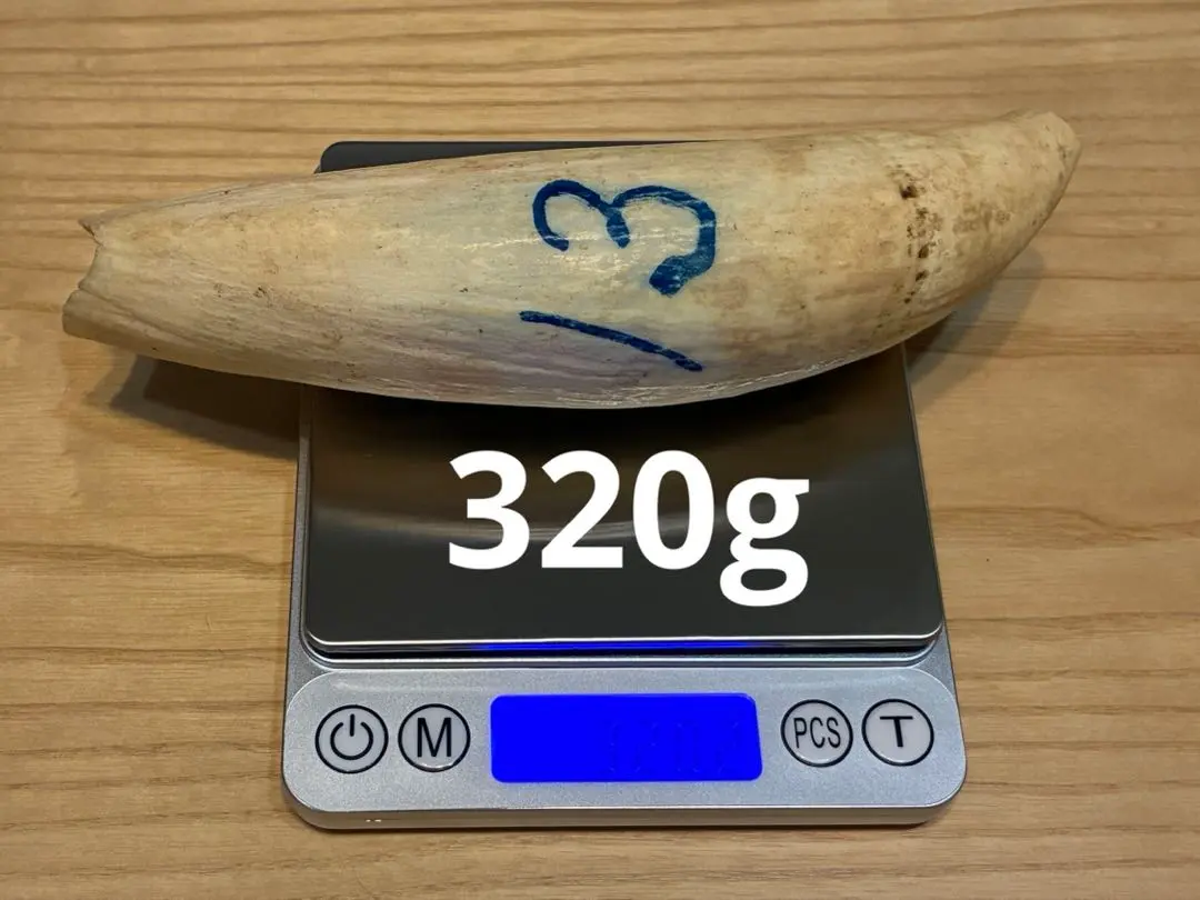 2026年最新】マッコウクジラ 歯 牙の人気アイテム - メルカリ