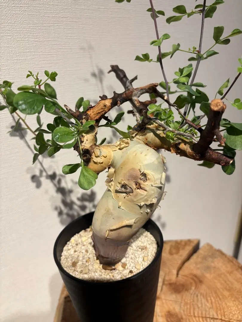 2026年最新】コミフォラ カタフ ピュアの人気アイテム - メルカリ