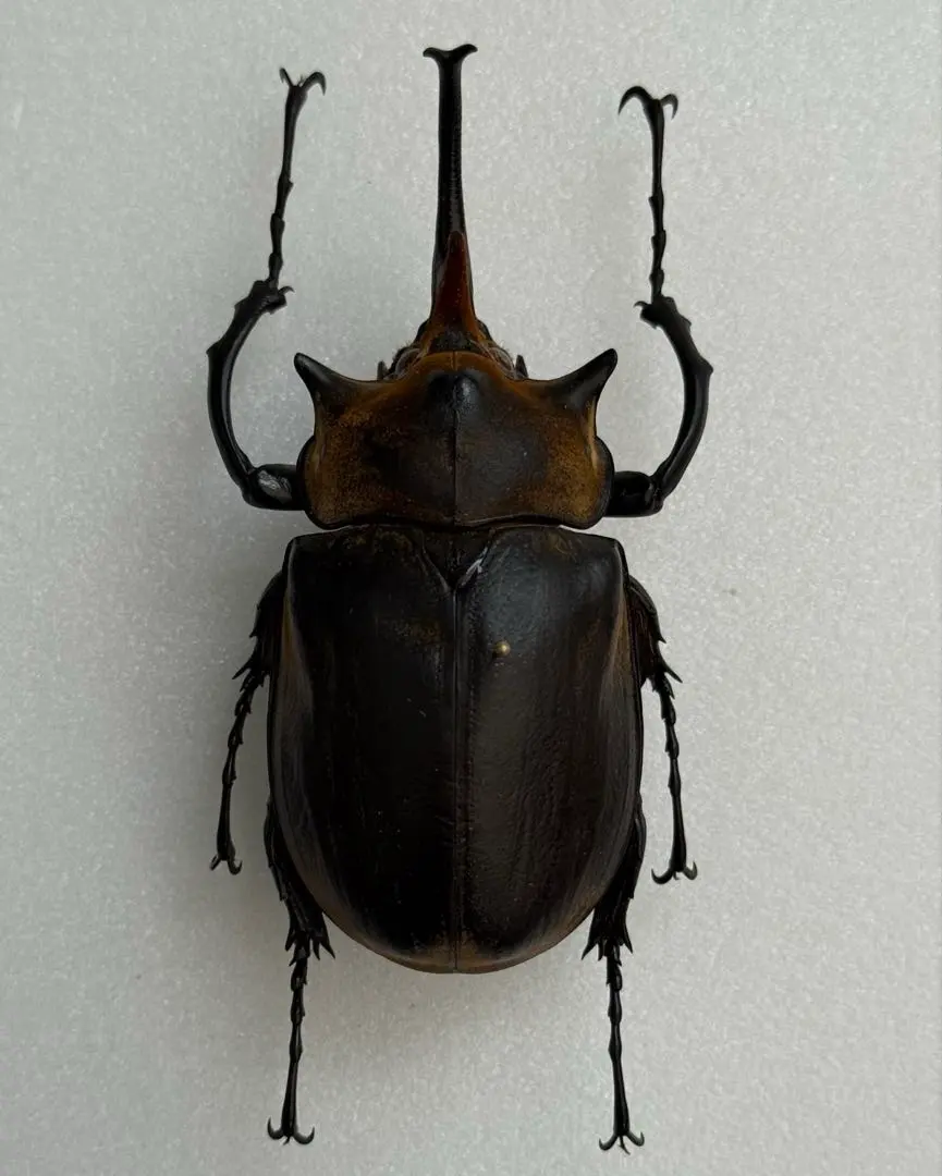 2026年最新】エレファスゾウカブト 標本の人気アイテム - メルカリ