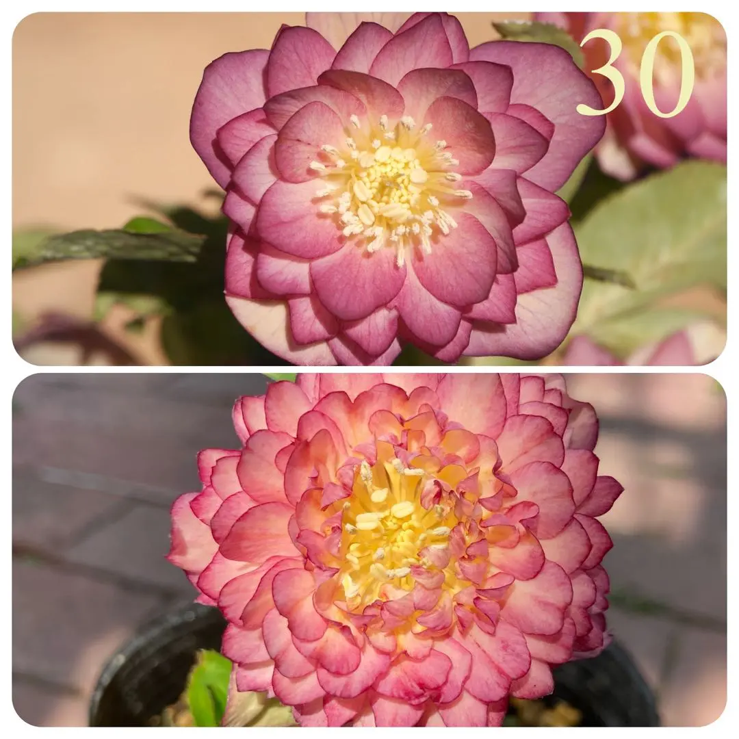 2026年最新】かぐや姫 クリスマスローズの人気アイテム - メルカリ