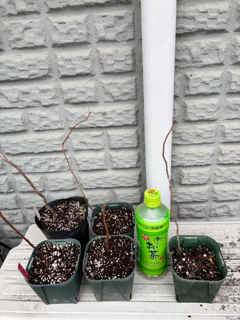 2026年最新】ラズベリー 苗 トゥラミーンの人気アイテム - メルカリ