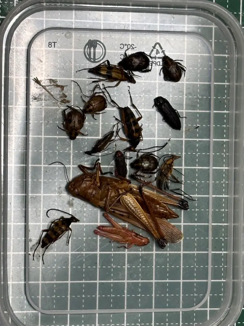 2026年最新】バッタ 標本の人気アイテム - メルカリ