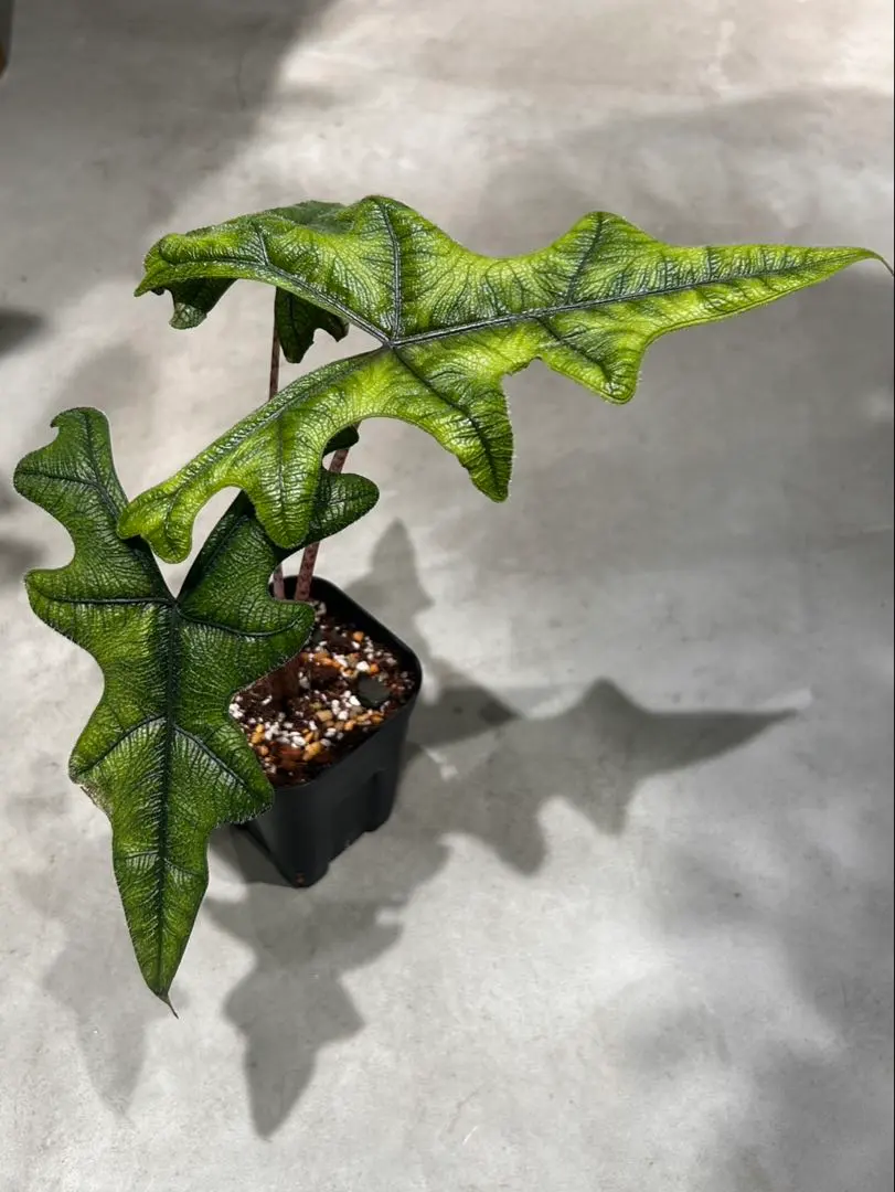 2026年最新】アロカシア ジャックリンの人気アイテム - メルカリ