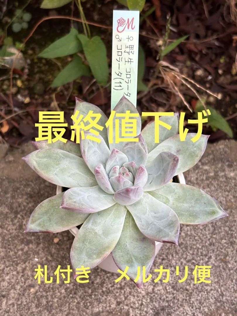 2026年最新】mさん苗コロラータの人気アイテム - メルカリ