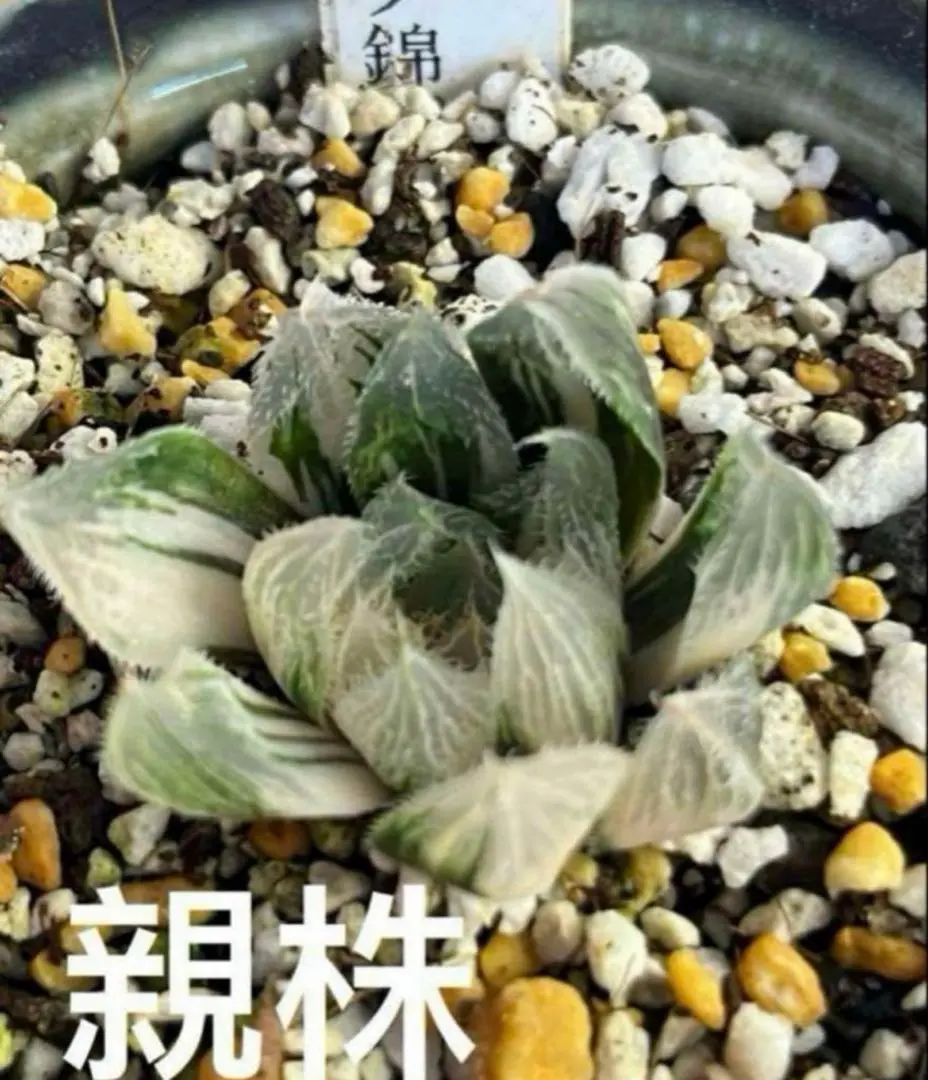 2026年最新】ハオルチア ナイルの一滴の人気アイテム - メルカリ