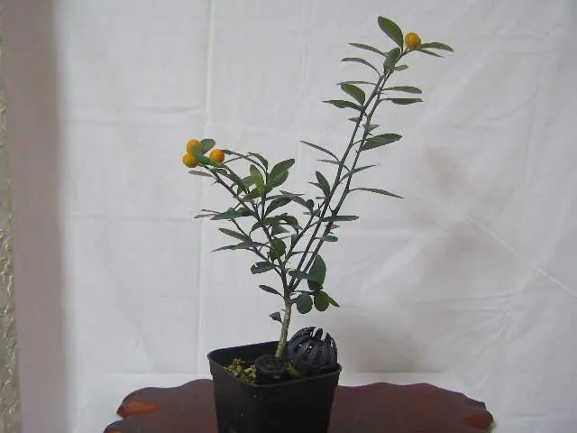 2026年最新】キンズ 盆栽の人気アイテム - メルカリ