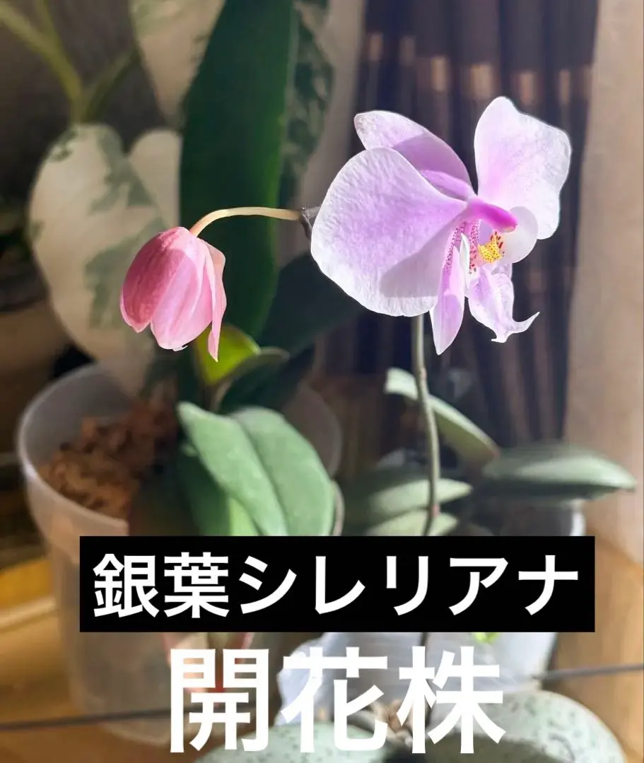 2026年最新】胡蝶蘭シレリアナの人気アイテム - メルカリ