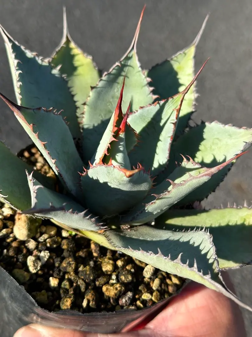 2026年最新】グアダラハラナ ドワーフの人気アイテム - メルカリ