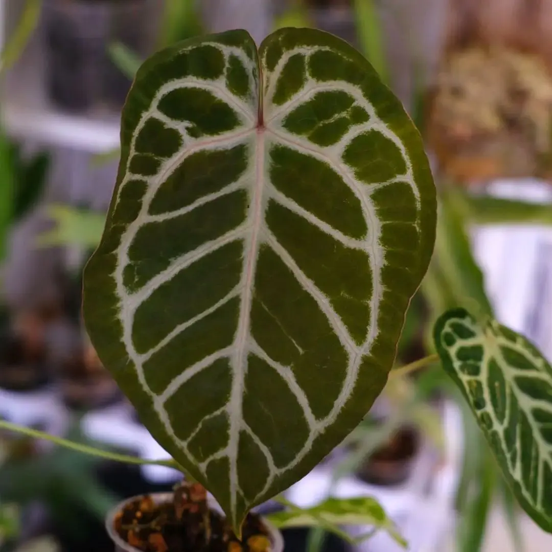 2026年最新】アンスリウム クリスタリナム シルバーの人気アイテム