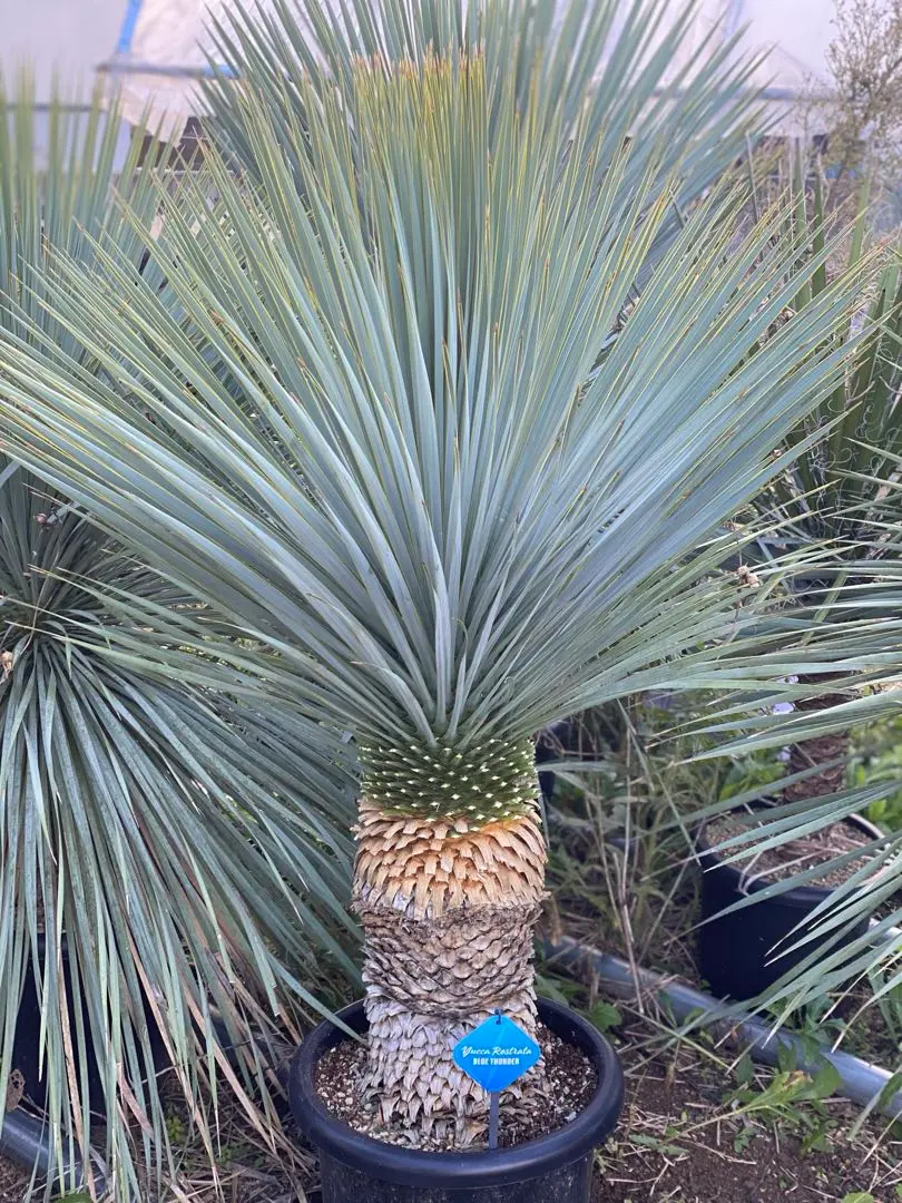 2026年最新】ロストラータ ブルーサンダーの人気アイテム - メルカリ