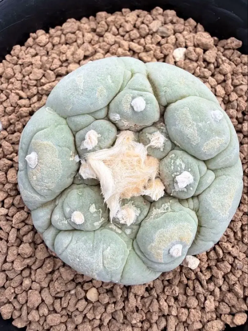 2026年最新】テキサーナの人気アイテム - メルカリ