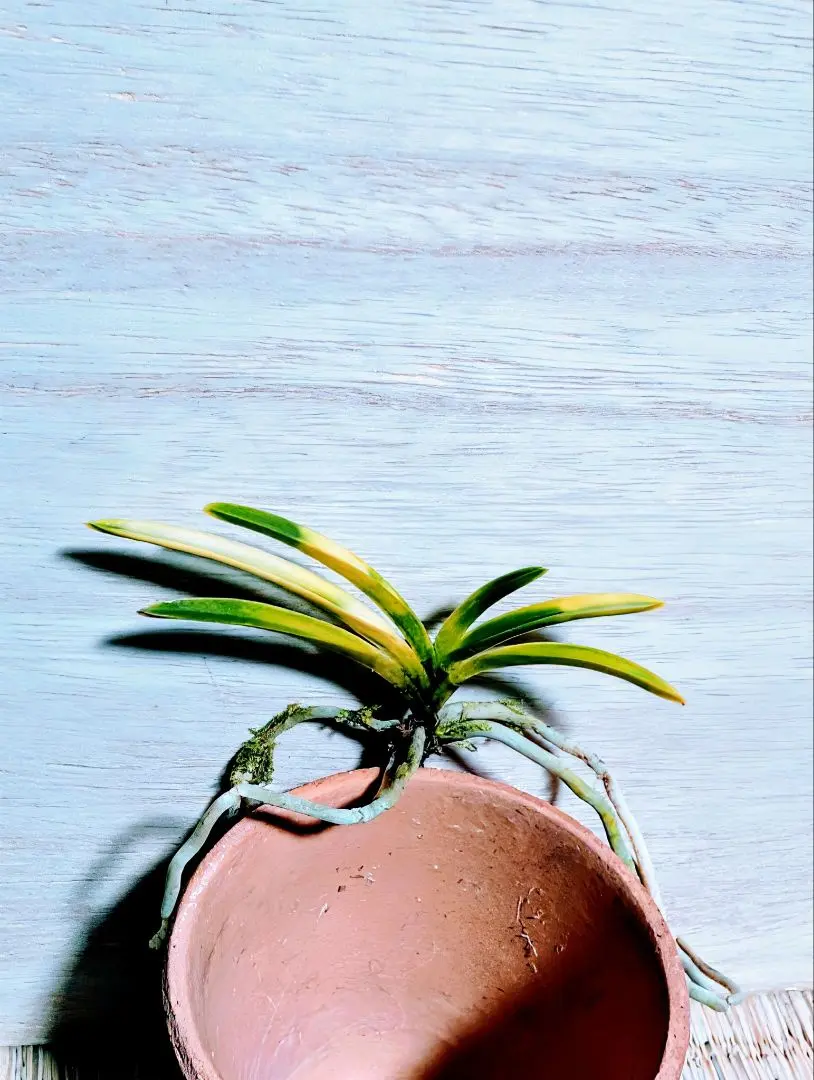 2026年最新】羆 富貴蘭の人気アイテム - メルカリ