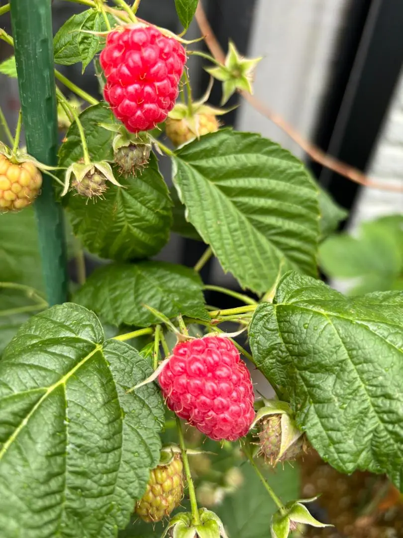 2026年最新】ラズベリー 苗 トゥラミーンの人気アイテム - メルカリ