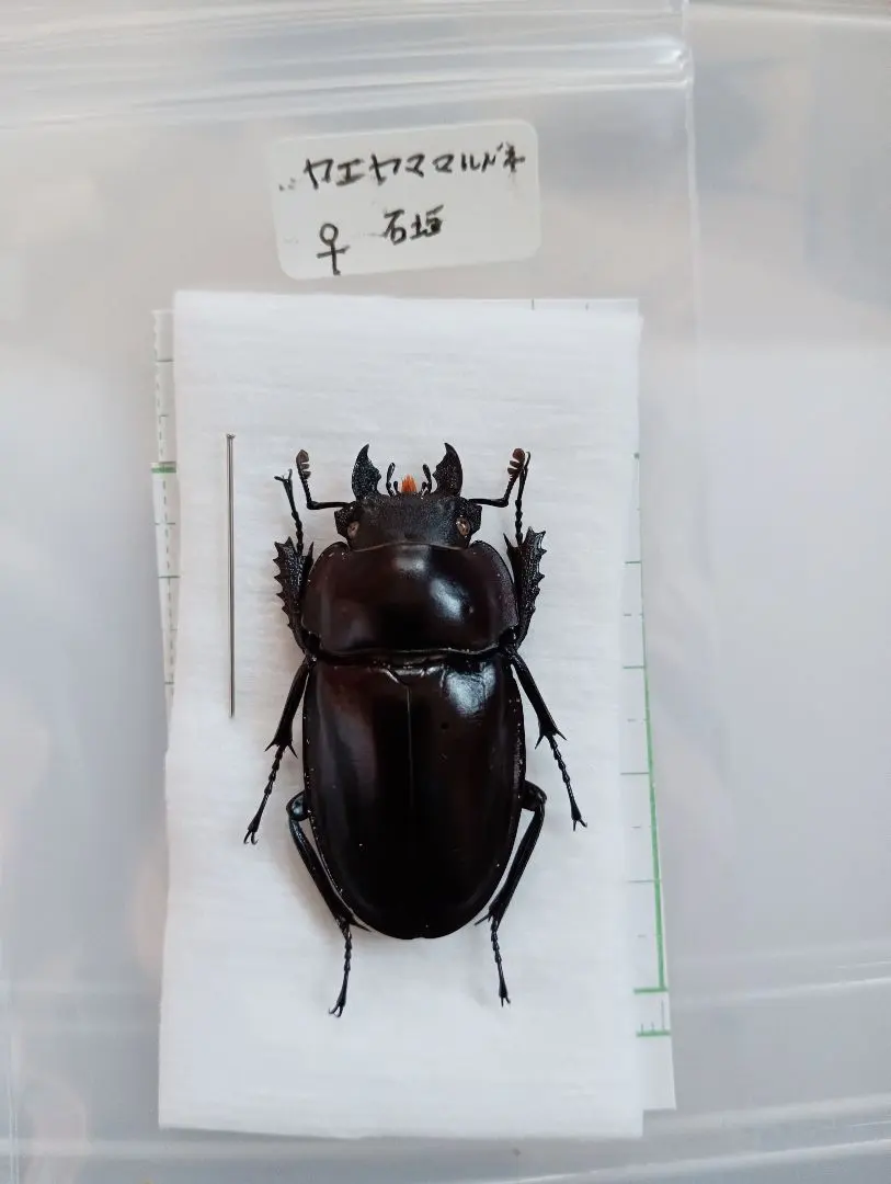 2026年最新】ヤエヤママルバネクワガタ標本の人気アイテム - メルカリ
