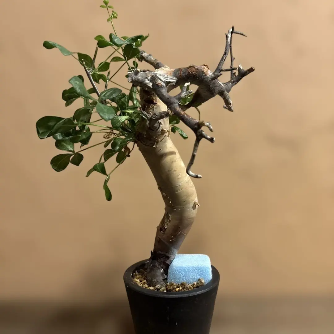 2026年最新】コミフォラ カタフ ピュアの人気アイテム - メルカリ