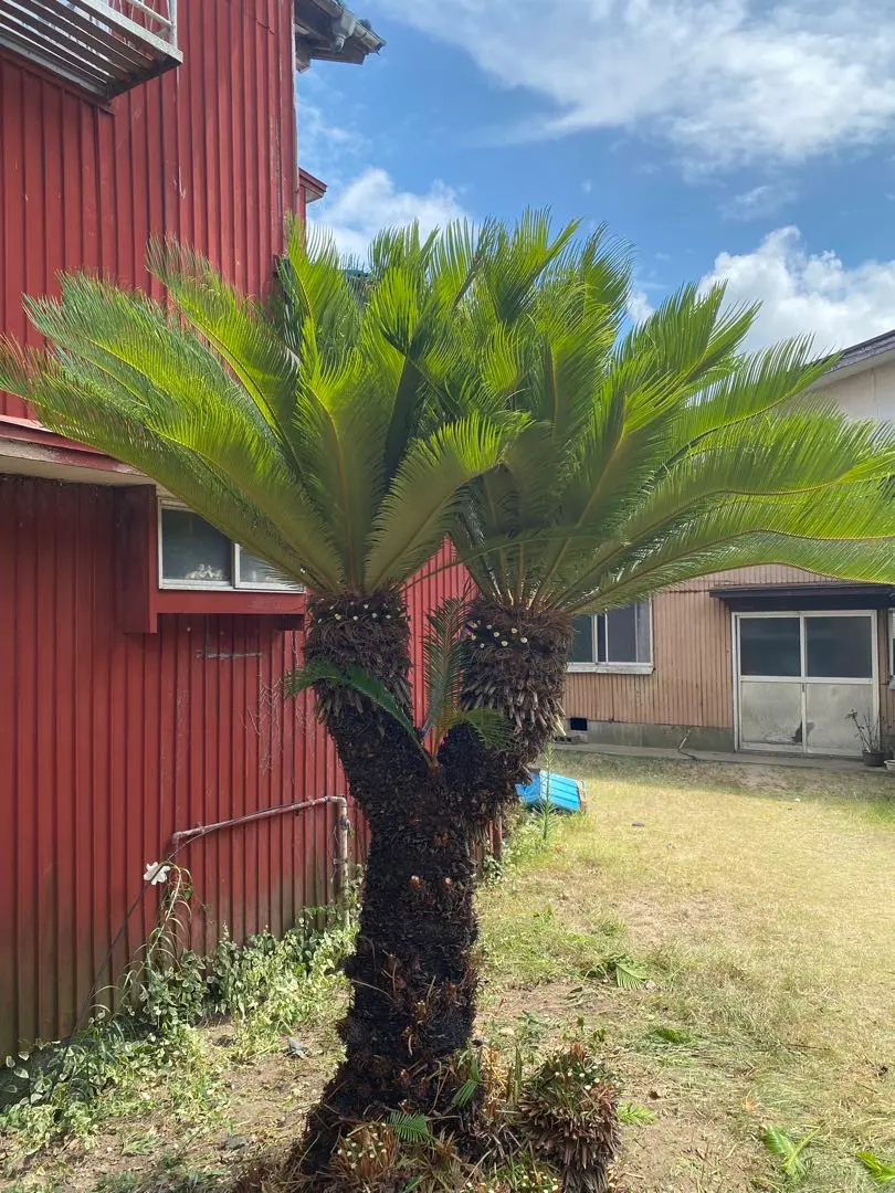 2026年最新】ソテツ 引き取りの人気アイテム - メルカリ