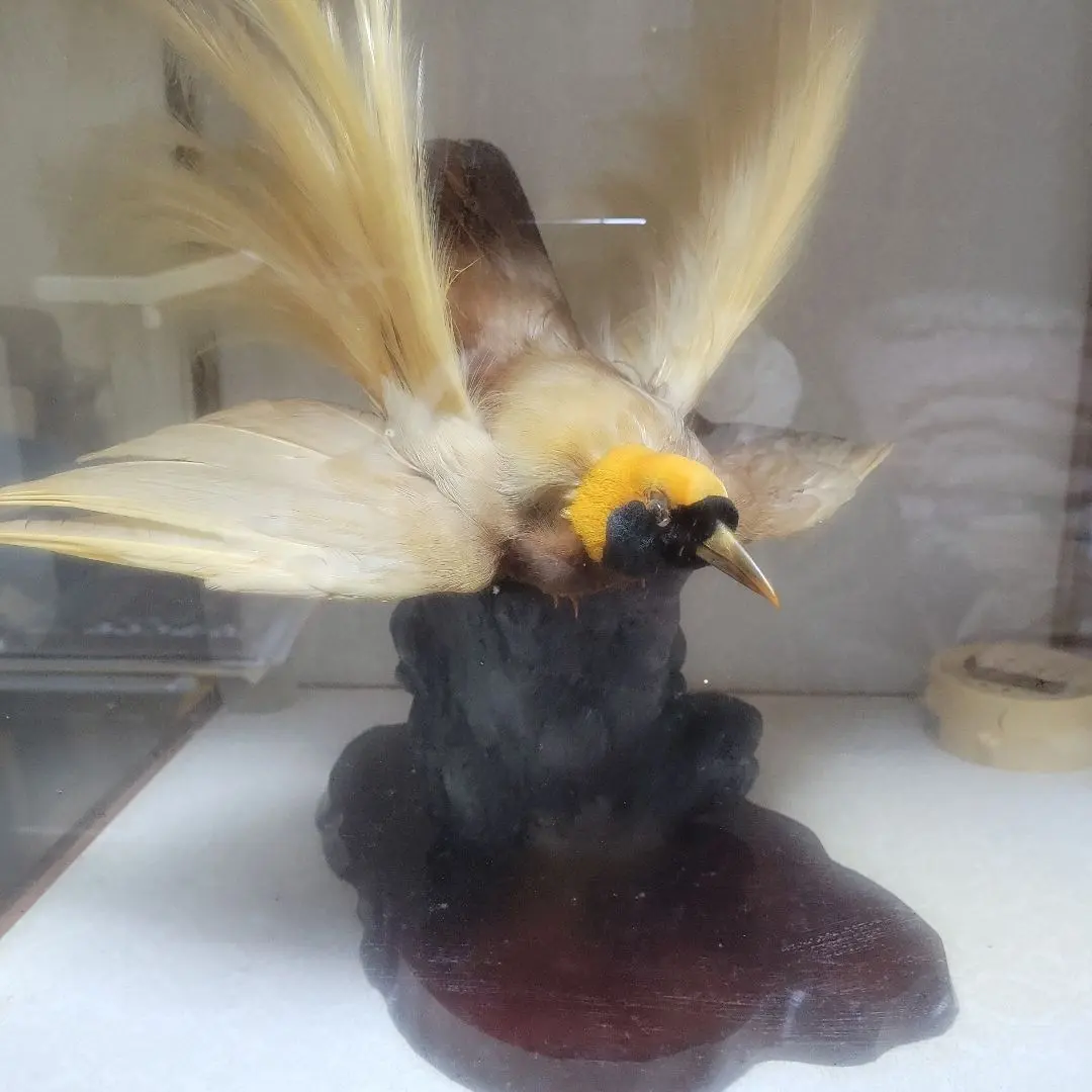 2026年最新】剥製 極楽鳥の人気アイテム - メルカリ