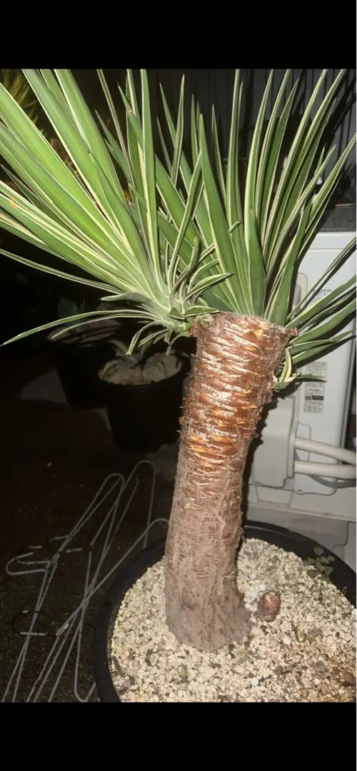 2026年最新】アロイフォリア 斑入りの人気アイテム - メルカリ