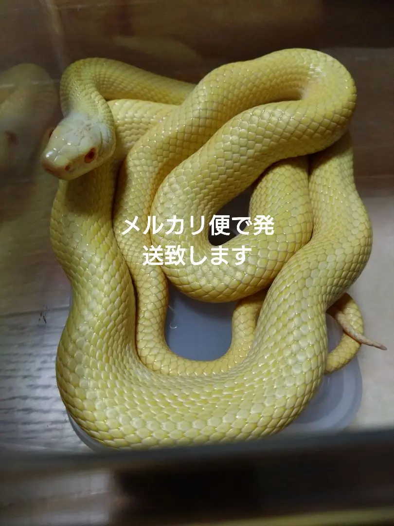 2026年最新】蛇の抜け殻 アオダイショウの人気アイテム - メルカリ