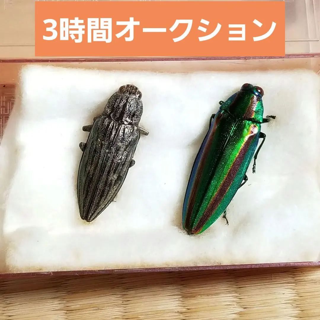 2026年最新】標本 昆虫 タマムシの人気アイテム - メルカリ
