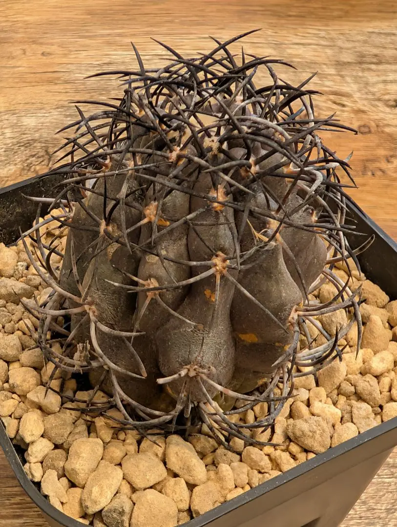 2026年最新】コピアポア 栗星玉の人気アイテム - メルカリ