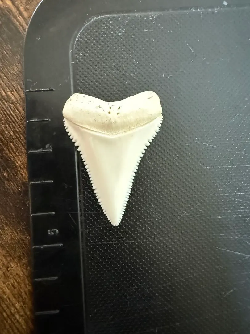 m69890047558_1.jpg?1756092759