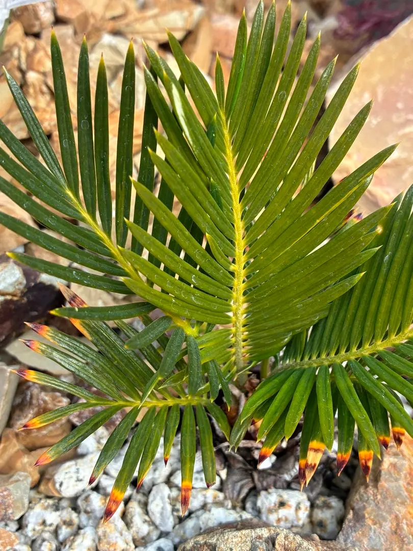 2026年最新】金環ソテツの人気アイテム - メルカリ