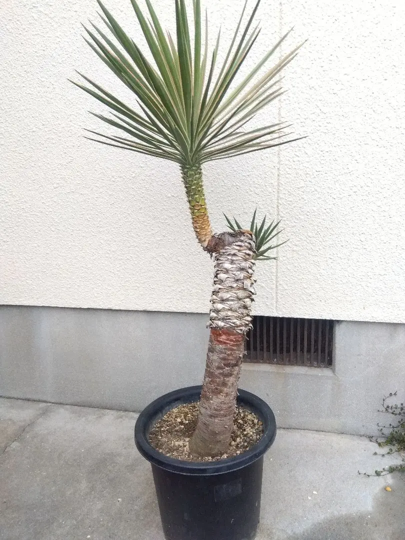 2026年最新】アロイフォリア 斑入りの人気アイテム - メルカリ