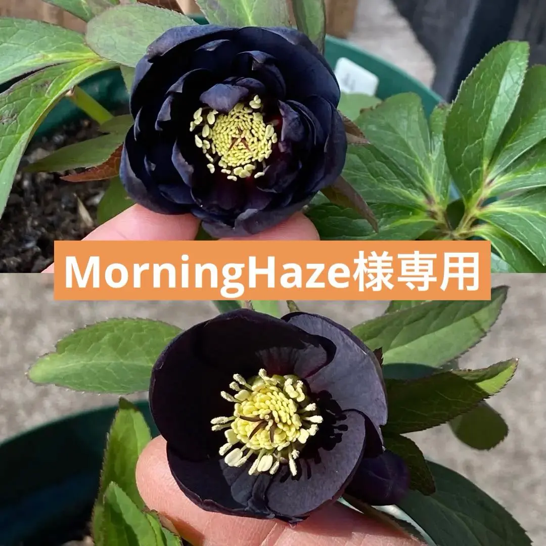 2026年最新】八咫烏 クリスマスローズの人気アイテム - メルカリ