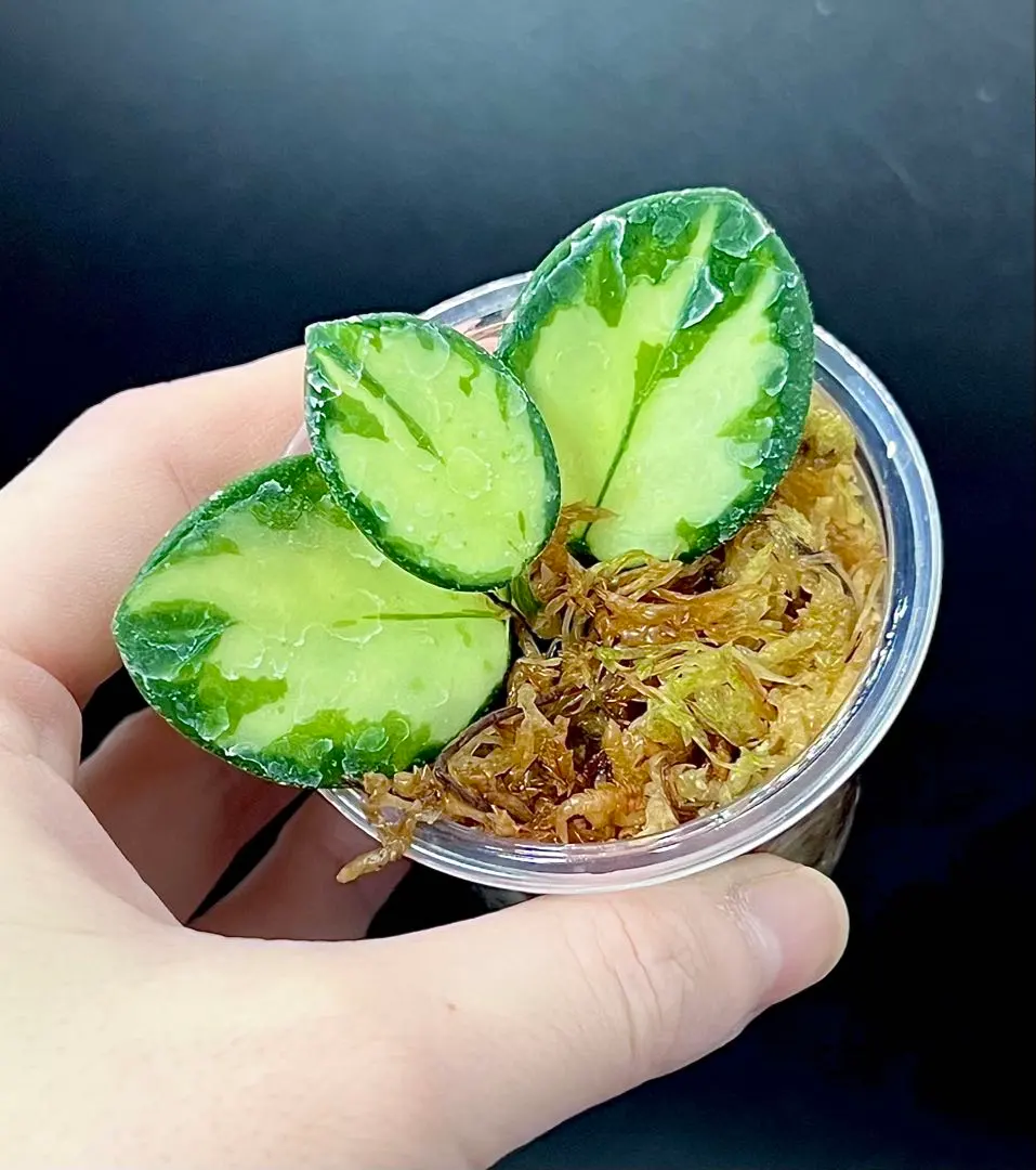 2026年最新】ホヤ マチルダの人気アイテム - メルカリ