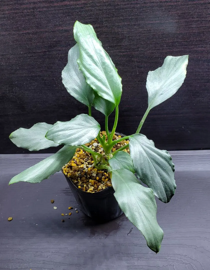 2026年最新】ホマロメナ グリーンの人気アイテム - メルカリ