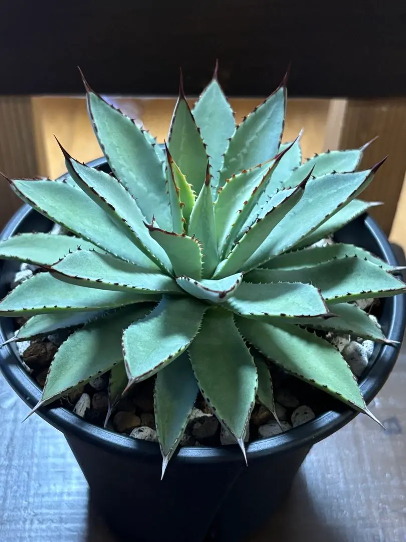 2026年最新】マクロアカンサ ハイブリッドの人気アイテム - メルカリ