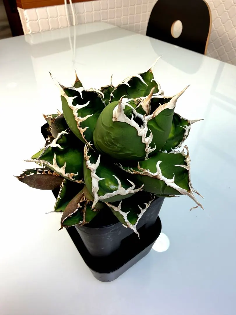 2026年最新】CJ special アガベの人気アイテム - メルカリ