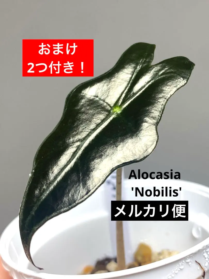 2026年最新】アロカシア ノビリスの人気アイテム - メルカリ