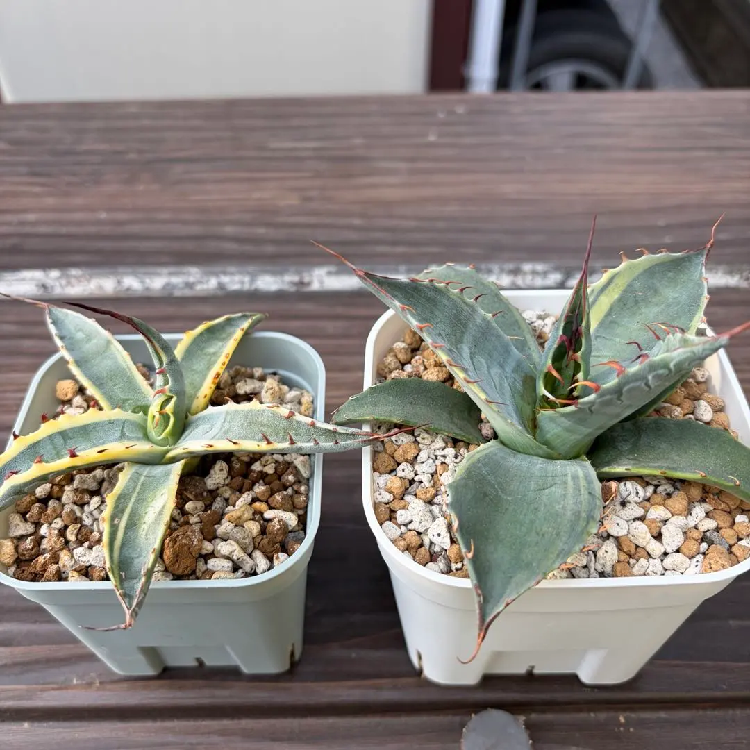 2026年最新】スカブラの人気アイテム - メルカリ