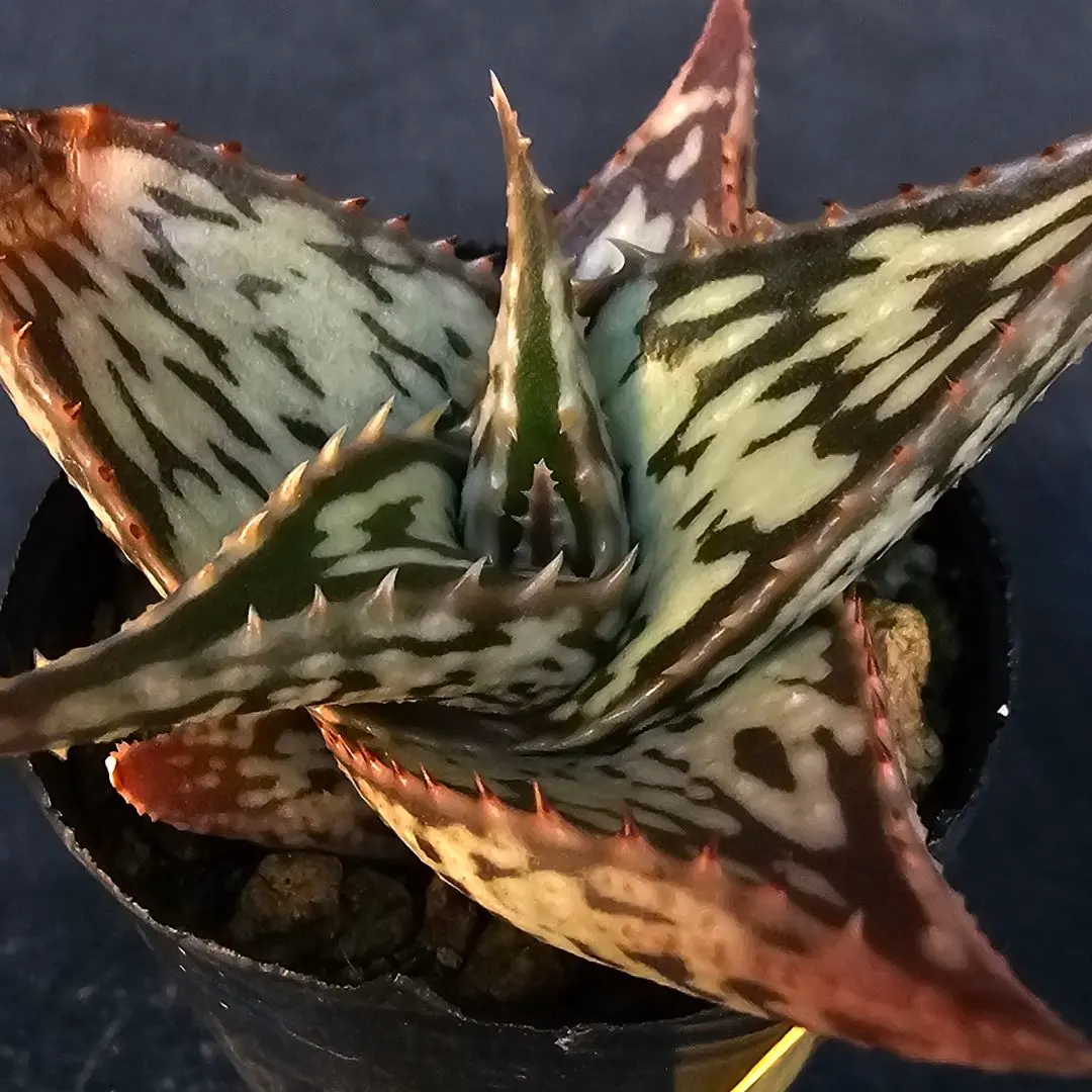 2026年最新】ヘミンギーの人気アイテム - メルカリ