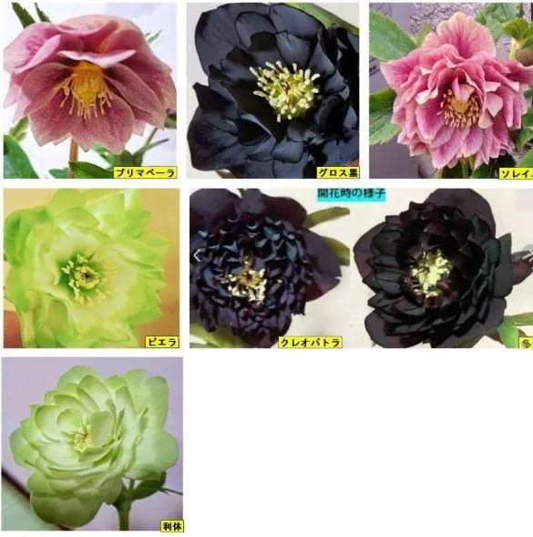 2026年最新】利休 クリスマスローズの人気アイテム - メルカリ