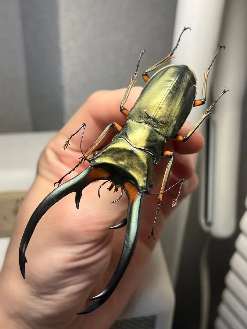 2026年最新】ワインセラー クワガタの人気アイテム - メルカリ