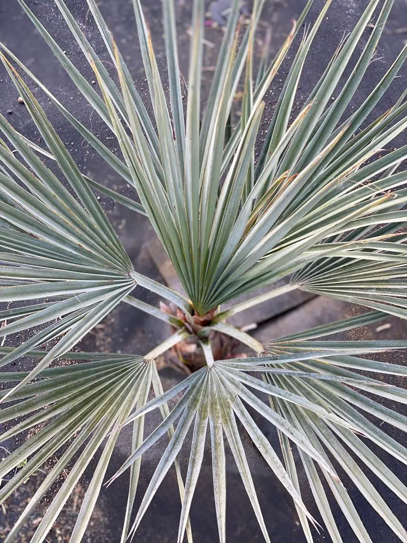 2026年最新】ブラヘア アルマータの人気アイテム - メルカリ