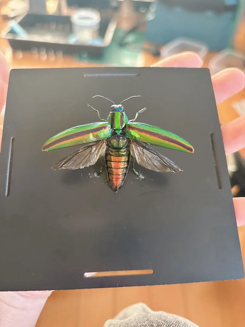 2026年最新】標本 昆虫 タマムシの人気アイテム - メルカリ